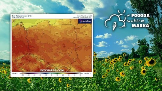 pole ze słonecznikami z bezchmurnym niebem, obok grafika rozkładu temperatur w polsce