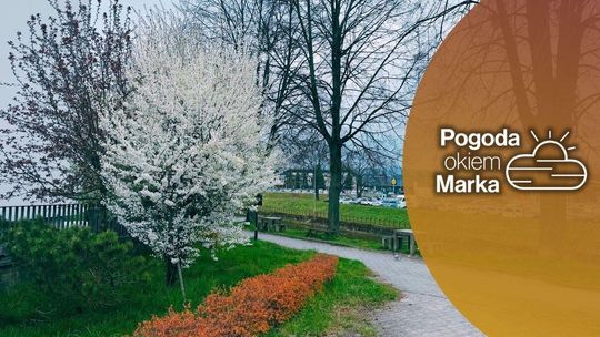 W piątek trochę cieplej | Prognoza pogody na dziś - halogorlice.info zdjęcie przedstawia krzak z kwiatami obok budynku