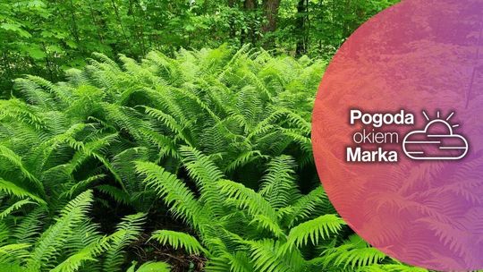 W poniedziałek będzie już chłodniej [PROGNOZA POGODY NA DZIŚ]