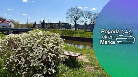 zdjęcie przedstawia krzew z białym kwiatkami, obok ławka, w tle rzeka