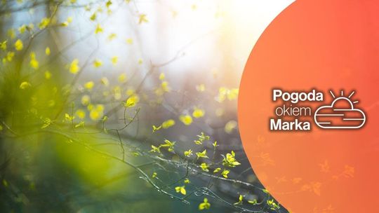 zdjęcie przedstawia pąki na drzewie