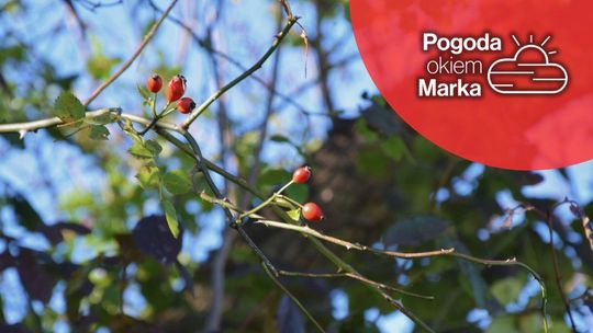 zdjęcie przedstawia czerwone owoce na gałązce