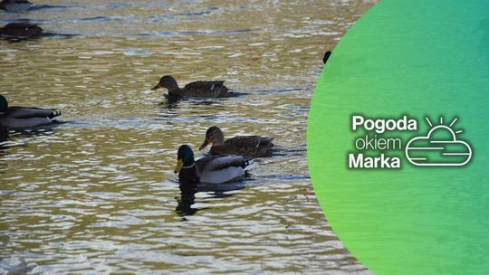 W sobotę zmiana aury | Prognoza pogody na dziś - halogorlice.info zdjęcie przedstawia kaczki w rzece