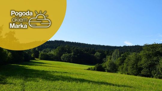 zdjęcie przedstawia polanę z lasem