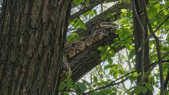 zdjęcie przedstawia węża na drzewie