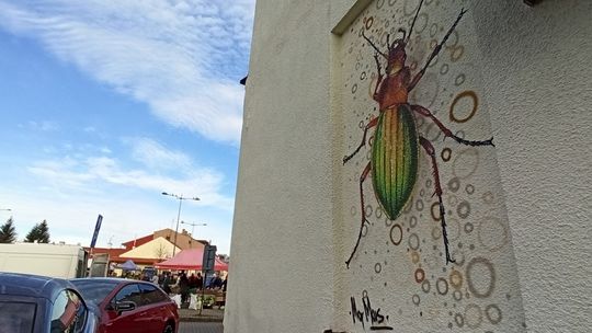 Wbiegł na ścianę i już na niej zostanie. Chrząszcz, którego pokochacie [FOTO]