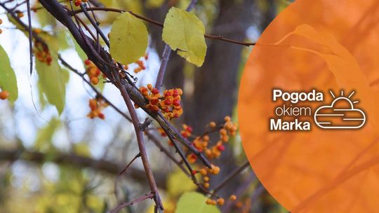 We wtorek misz masz w pogodzie | Prognoza pogody na dziś - halogorlice.info zdjęcie przedstawia owoce na drzewie