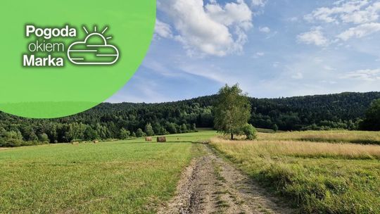 Pole i drzewa