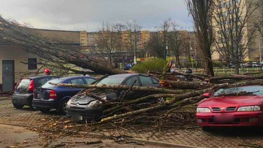 powalone drzewa które spadły na zaparkowane samochody
