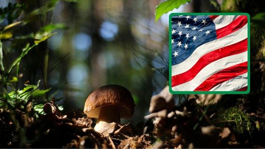 Zdjęcie przedstawia borowika amerykańskiego z flagą ameryki