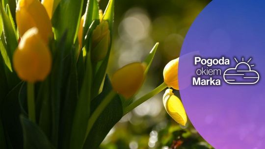 zdjęcie przedstawia tulipany