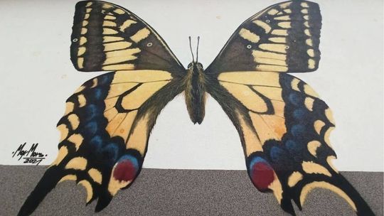 duży żółty motyl polski na muralu w Gorlicach, praca graficzna MgrMors