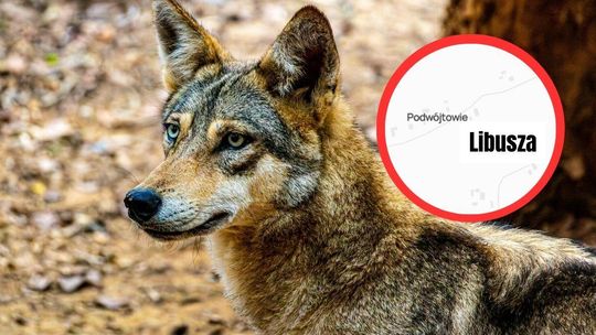 zdjęcie przedstawia wilka