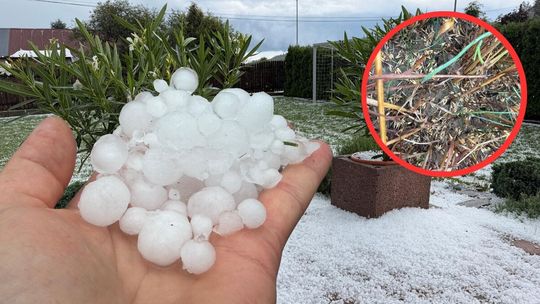 zdjęcie przedstawia kukli gradu na dłoni, w tle ogród zasypany gradem
