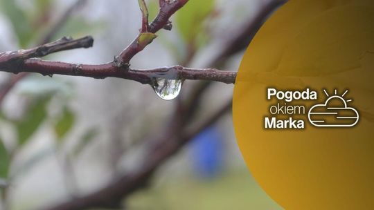 Wtorek chłodniejszy i deszczowy | Prognoza pogody na dziś - halogorlice.info zdjęcie przedstawia mokrą gałązkę na drzewie