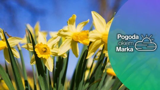 zdjęcie przedstawia żółte kwiaty na łące, żonkile