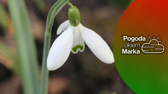 We wtorek pochmurnie ale cieplej | Prognoza pogody na dziś - halogorlice.info zdjęcie przedstawia biały kwiat na łące