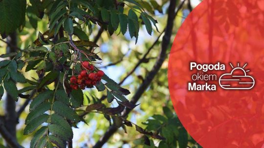 zdjęcie przedstawia jarzębinę na drzewie