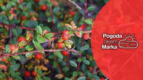 zdjęcie przedstawia czerwone owoce na krzewie