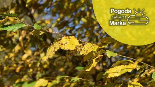 Wtorek z lepszą pogodą | Prognoza pogody na dziś - halogorlice.info zdjęcie przedstawia żółte liście