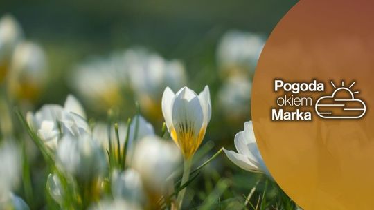 Wtorek z umiarkowaną temperaturą | Prognoza pogody na dziś - halogorlice.info zdjęcie przedstawia kwiatka na łące