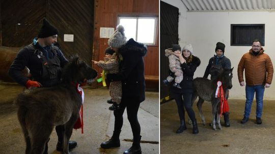 Wybrano imię dla młodej klaczy z Regietowa. Jest piękne!