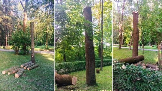 drzewa w parku miejskim im. Wojciecha Biechońskiego w Gorlicach
