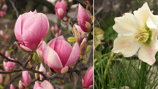 Ciemierniki i magnolie – teraz jest ich czas w ogrodzie [CZARUJ Z MONIKĄ] [FOTO]