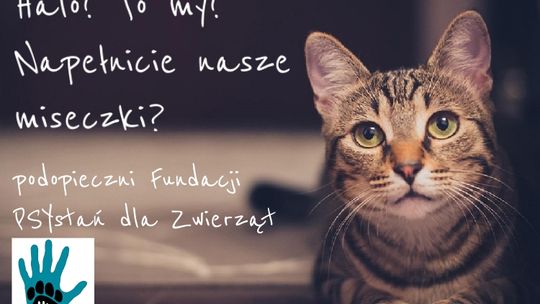 Zaczynamy kolejną zbiórkę karmy i żwirku! Mruczący podopieczni Fundacji PSYstań proszą o pomoc.