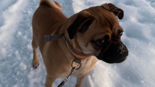 Zaginął David. Może go widziałeś? zdjęcie przedstawia psa