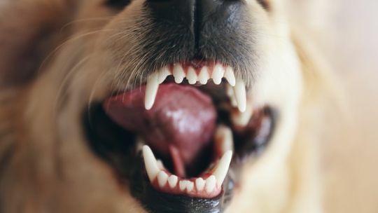 szczęka psa z odsłoniętymi zębami