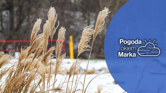 zdjęcie przedstawia trawy w tle śnieg