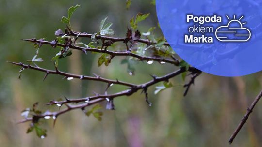 zdjęcie przedstawia mokre gałązki