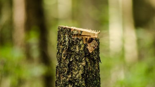 Zapytaliśmy urzędników w Waszym imieniu o wycinkę drzew. Dlaczego znikają z miejskiego krajobrazu?