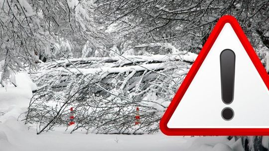 zdjęcie przedstawia połamane drzewa pod ciężarem śniegu i wiatru