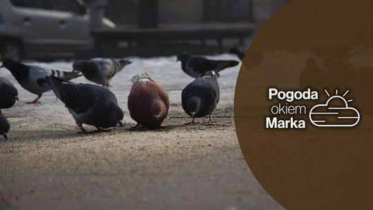 Zimno, zimniej, mroźno | Prognoza pogody na dziś - halogorlice.info zdjęcie przedstawia gołębie dziobiące ziarna