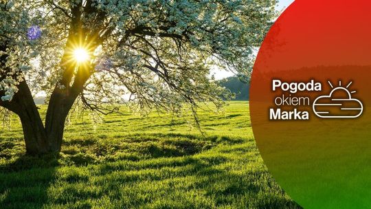 Zmienna pogoda w końcówce tygodnia | Prognoza pogody na dziś - halogorlice.info zdjęcie przedstawia drzewo, słońce przeziera się przez gałęzie