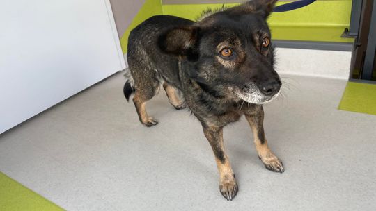 zdjęcie przedstawia psa w pomieszczeniu