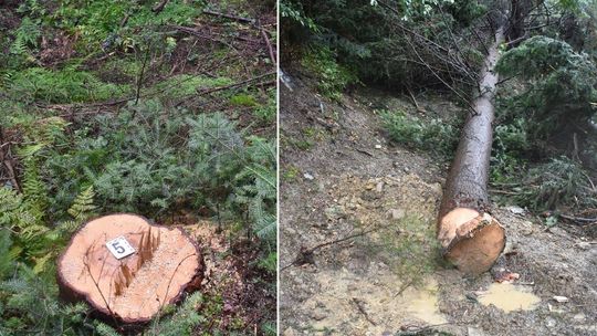 dwa zdjęcia z lasu, na nich widoczny pień po świeżo ściętym drzewie i ścięte drzewo