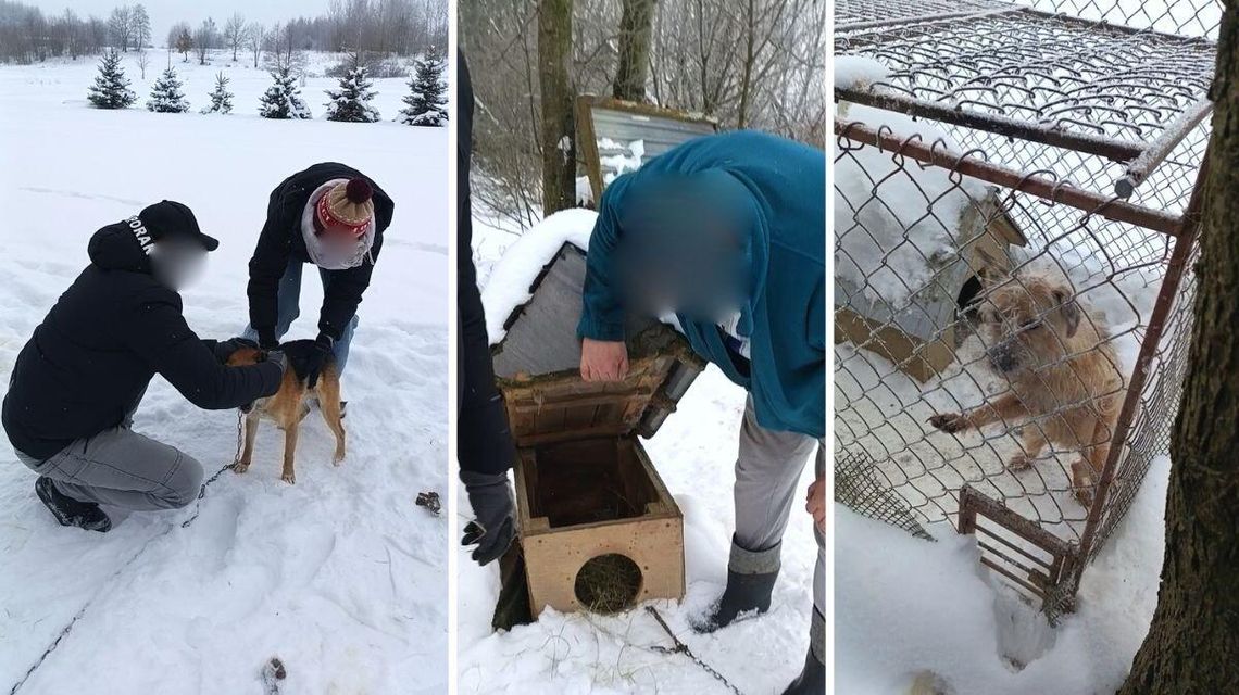 zdjęcie przedstawia ludzi i psy na śniegu