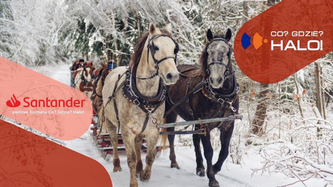 zdjęcie przedstawia konie