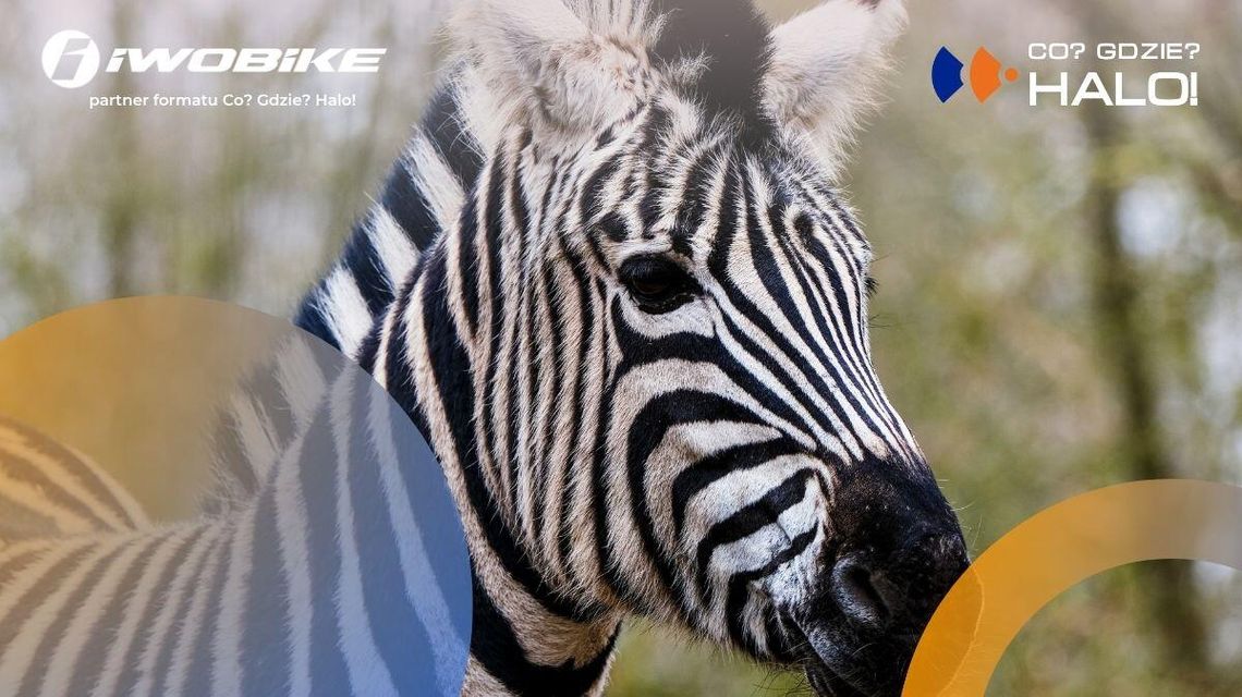 zdjęcie przedstawia zebrę