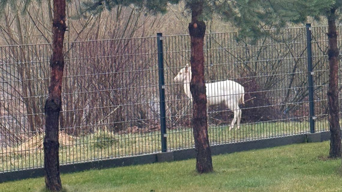 zdjęcie przedstawia białe zwierzę spacerujące za ogrodzeniem
