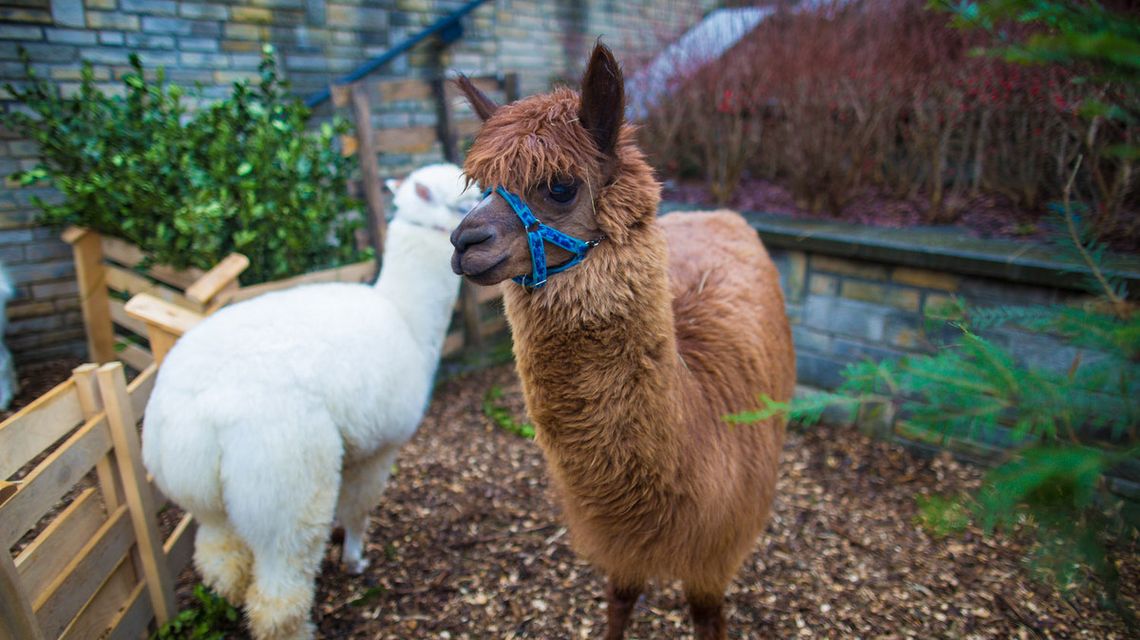zdjęcie przedstawia brązową i białą lamę