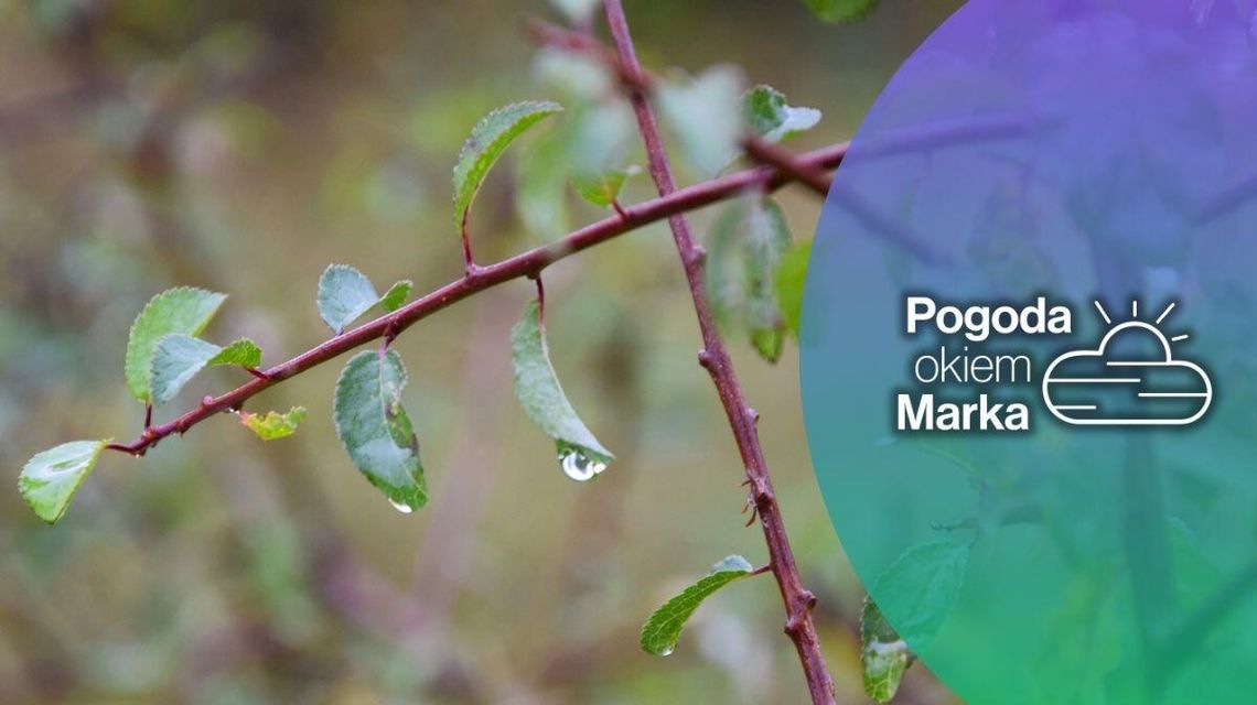 Czeka nas deszczowy poniedziałek | Prognoza pogody na dziś - halogorlice.info zdjęcie przedstawia mokre liście