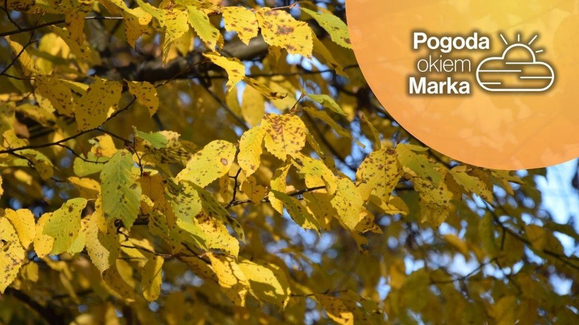 Czwartek będzie bardzo ciepły | Prognoza pogody na dziś - halogorlice.info zdjęcie przedstawia żółte liście na drzewie