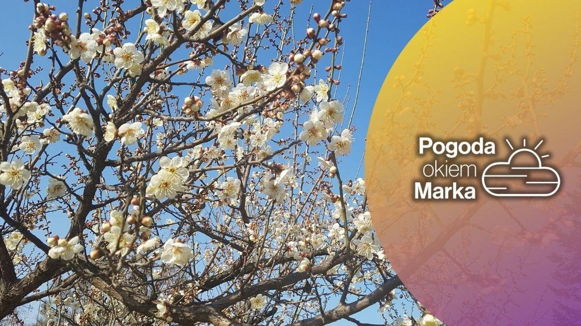 zdjęcie przedstawia gałązki z kwiatami