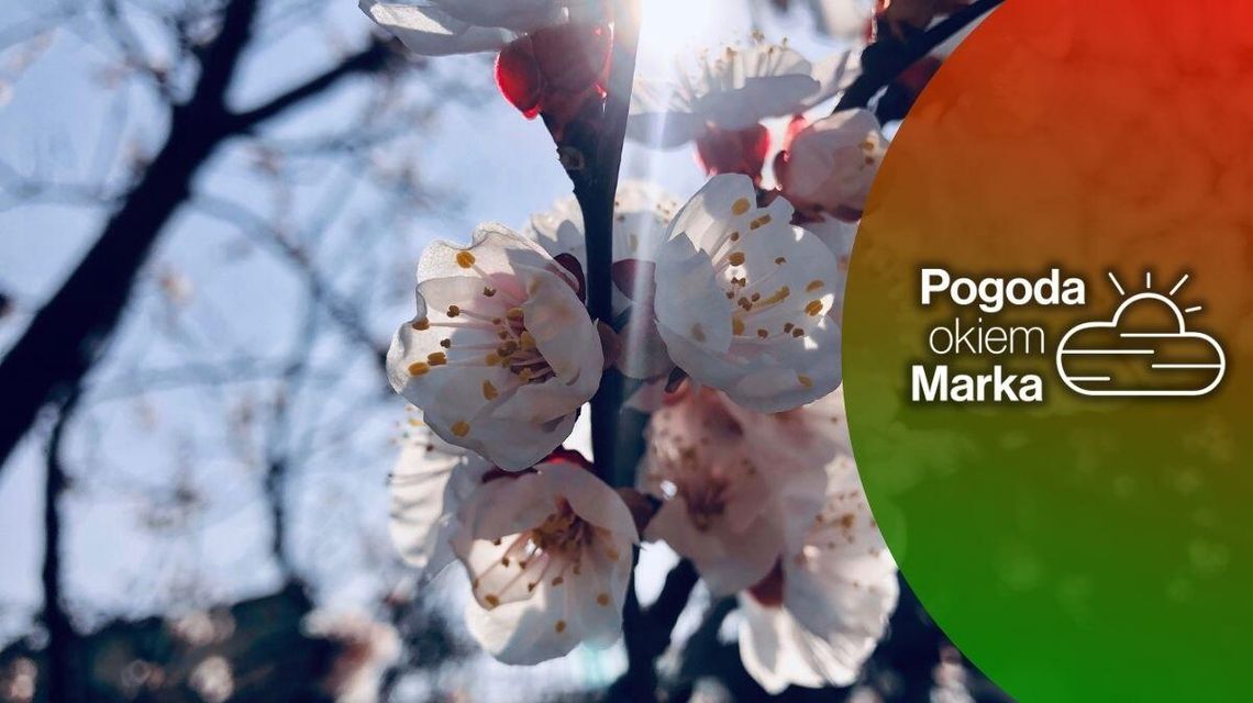 zdjęcie przedstawia kwiaty na drzewie