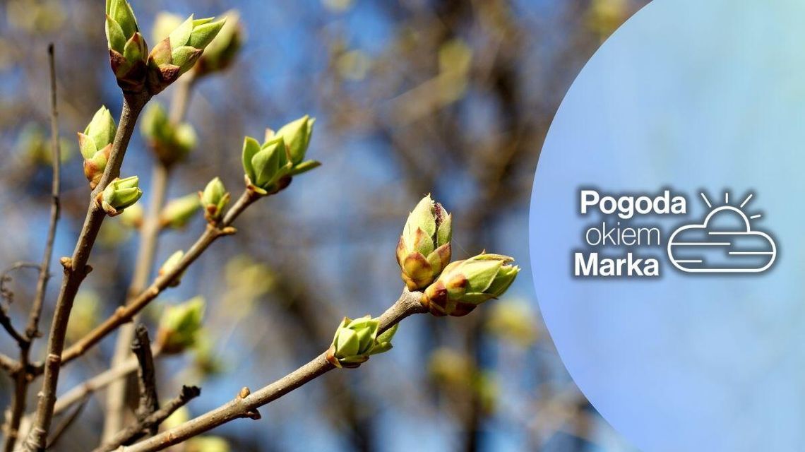 zdjęcie przedstawia pąki na drzewie