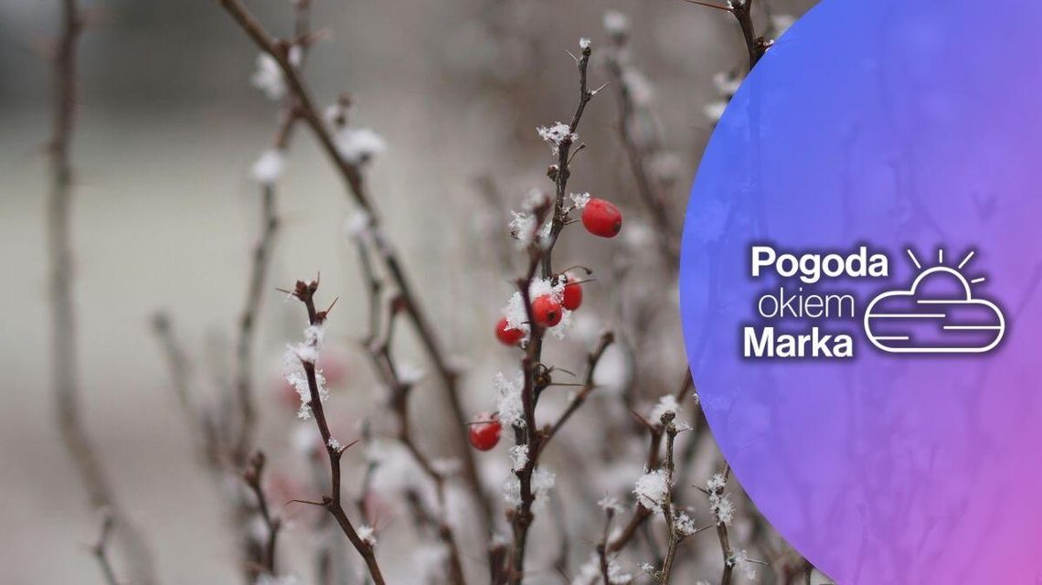 Czwartek z możliwymi opadami nie tylko deszczu | Prognoza pogody na dziś - halogorlice.info zdjęcie przedstawia ośnieżoną gałązkę
